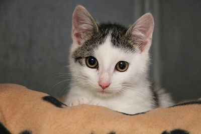 Close-up portrait of kitten