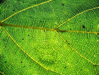 Full frame shot of leaf