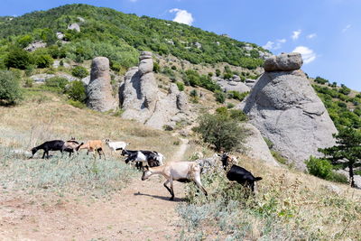 Flock of sheep on landscape