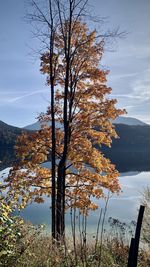 Tree by lake against sky during autumn