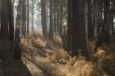 Trees in forest