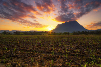 Scenic view of field against sky during sunset