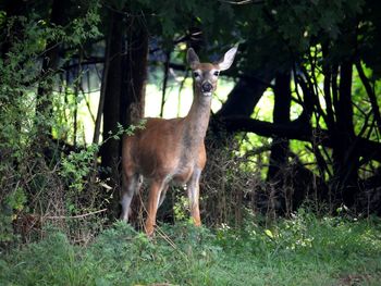 Deer standing in a forest