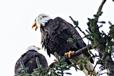 Low angle view of eagle perching on tree against sky