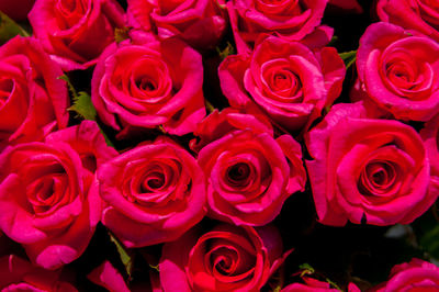 Close-up of pink roses