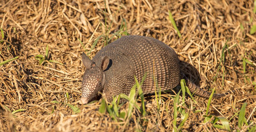 Armadillo looking for food at sunset