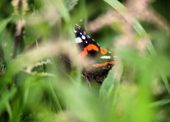 Close-up of butterfly on grass