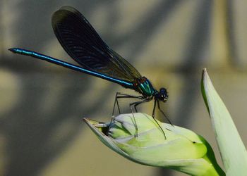 Close-up of a grasshopper