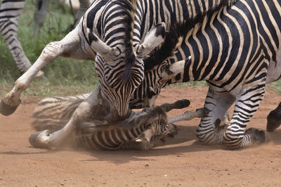 Zebras in zoo