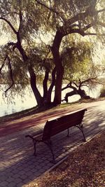 Bench by tree against water