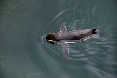 High angle view of duck swimming in lake