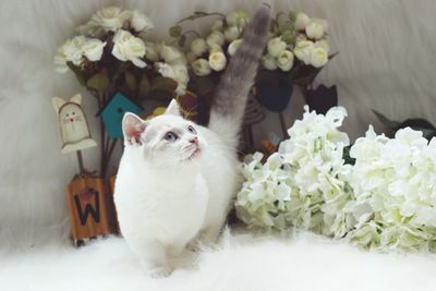 White cat looking away while standing by flowers