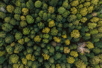 Full frame shot of fresh green leaves