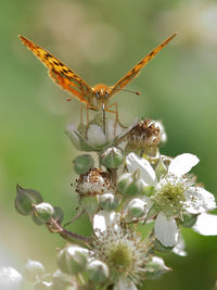 Close-up of insect on flower