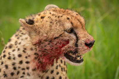 Close-up of a cat