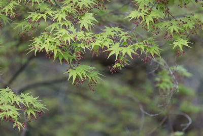 Close-up of plant