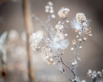 Close-up of cherry blossom