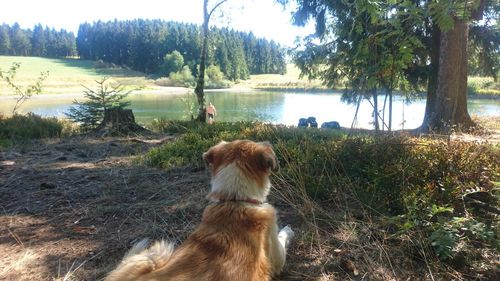 Dog sitting in a lake