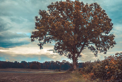 Trees on landscape against sky