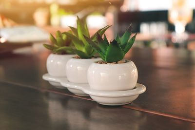 Close-up of potted plant on table