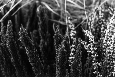 Close-up of plant