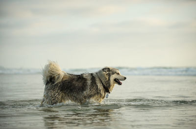 Dog in a sea