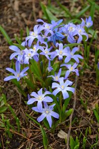 Close-up of purple flowers blooming in field