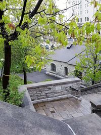 Trees against built structure