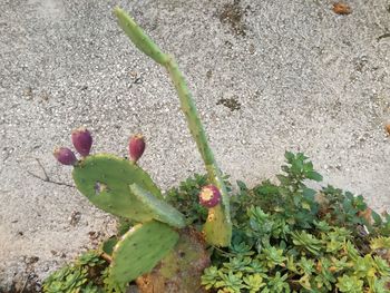 High angle view of succulent plant on field