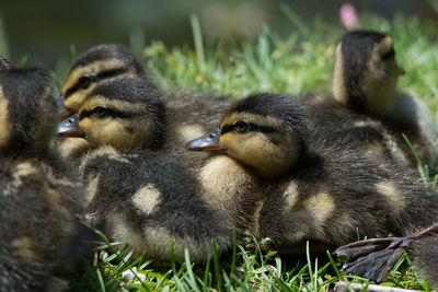 Brood of mallard ducklings with their mother