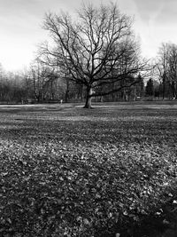 Bare trees on field against sky