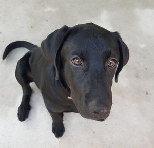 High angle portrait of black dog