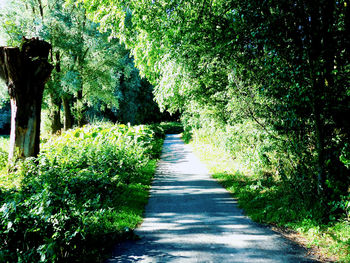 Plants and trees in park