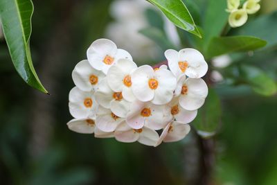 Close-up of white flowering plant