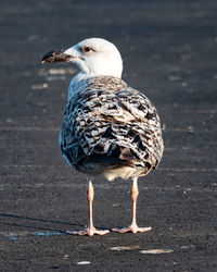 Seagull at a harbour 