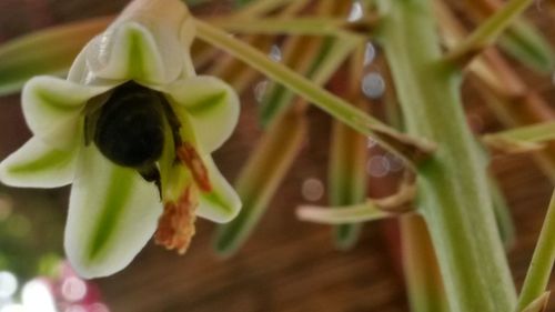 Close-up of flower against blurred background