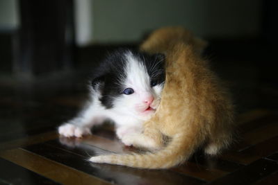 Close-up portrait of a cat