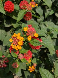 Close-up of flowering plants