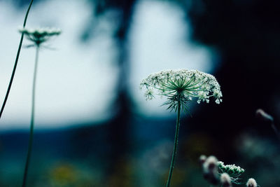 Close-up of flower against blurred background