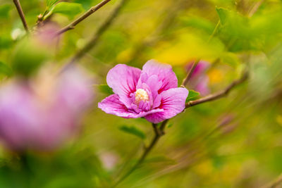 Close-up of pink flower