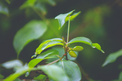 Close-up of green plant