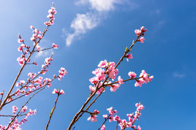 Ripening cherry blossoms on a tree against the background of a blue, spring sky.