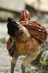 Close-up of bird