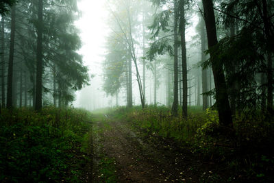 Trees in forest