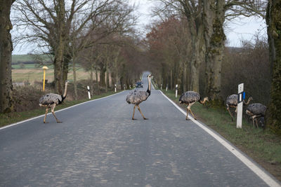 View of birds on road