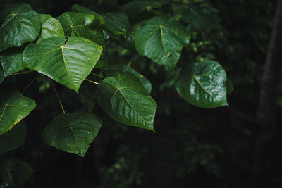 Close-up of wet leaves