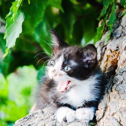 Close-up portrait of cat sitting outdoors