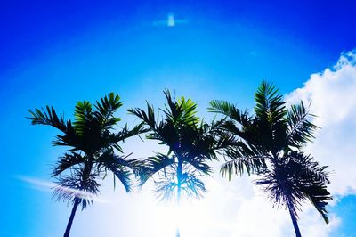 Low angle view of palm trees against blue sky