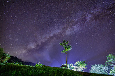 Scenic view of trees against star field