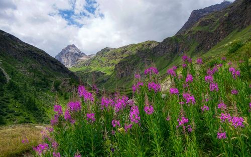 Scenic view of purple flowering plants and mountains against sky